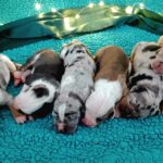 louisiana catahoula, leopard dog, louisianský leopardí pes, šteniatka, puppies, navarre d'anjou kennel